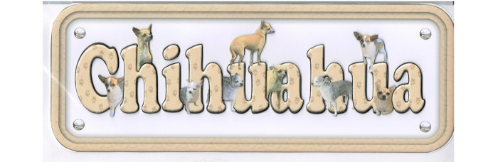 Chihauhau - short hair