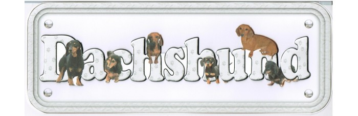 Dachshund - short hair