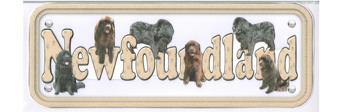 Newfoundland - black & brown Newfoundland - black & brown